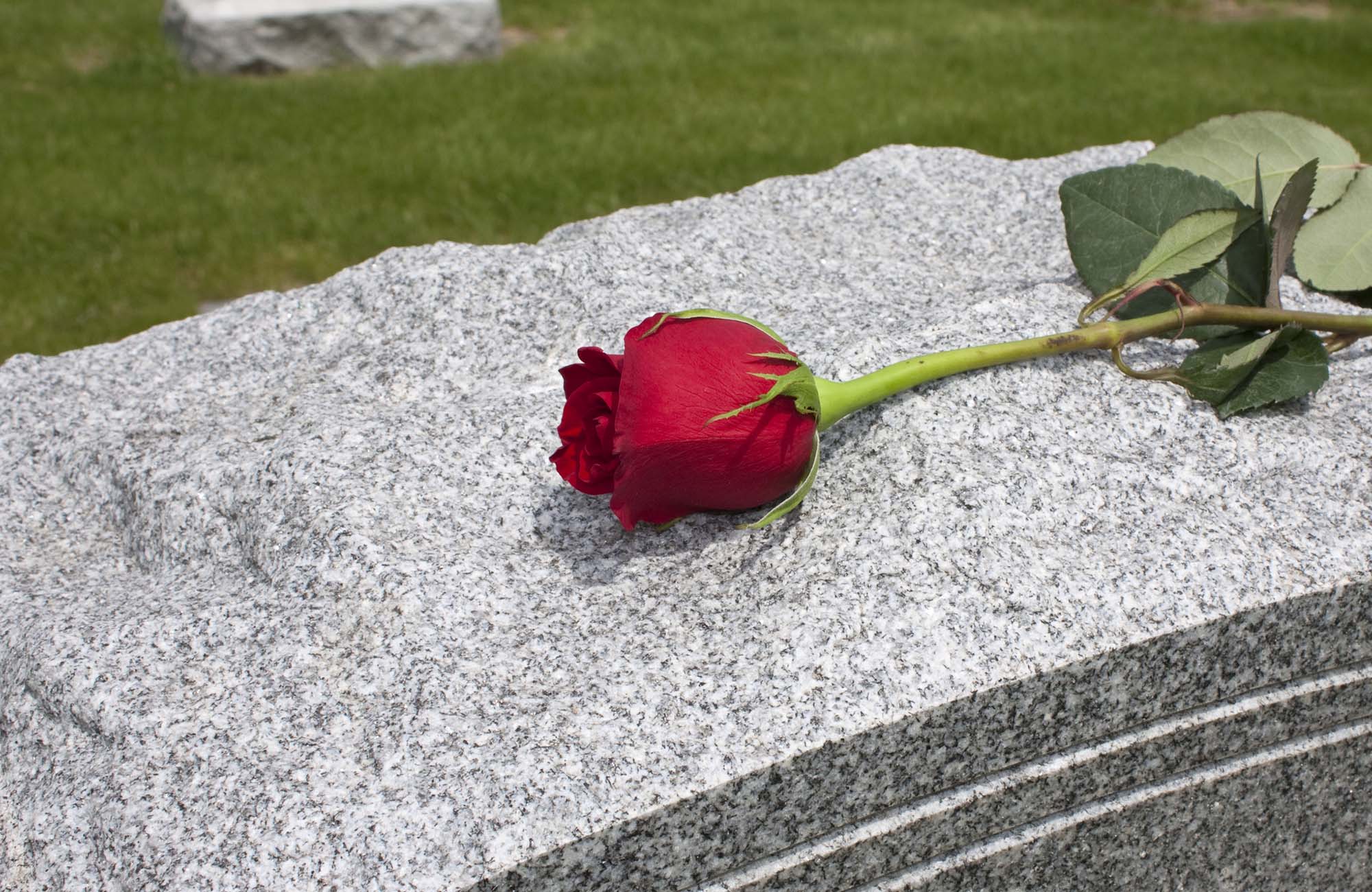 A single rose placed on a grave